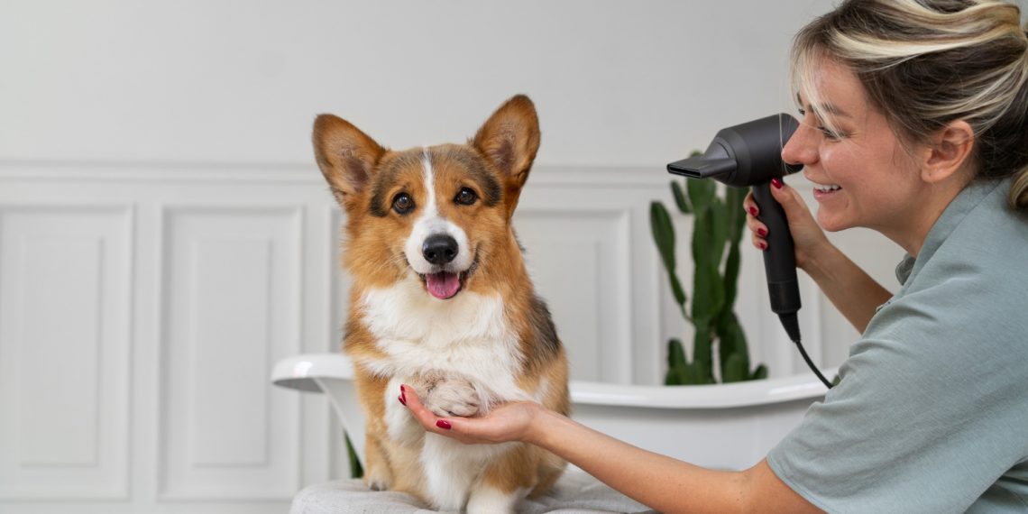 Understanding the Costs of Owning a Pembroke Welsh Corgi: What You Need to Know