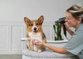 Understanding the Costs of Owning a Pembroke Welsh Corgi: What You Need to Know
