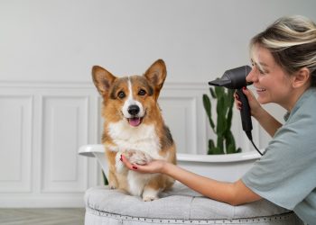 Understanding the Costs of Owning a Pembroke Welsh Corgi: What You Need to Know