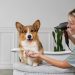 Understanding the Costs of Owning a Pembroke Welsh Corgi: What You Need to Know