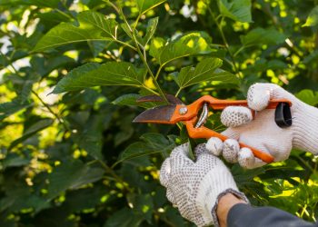 Philadelphia PA Tree Trimming – Expert Tree Health and Safety and Appearance Enhancement