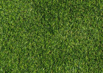 The low-maintenance lawn solution: artificial turf